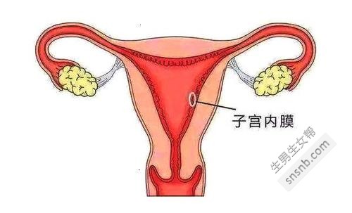 妇女的子宫内膜很薄，使胚胎难以在子宫内停留。